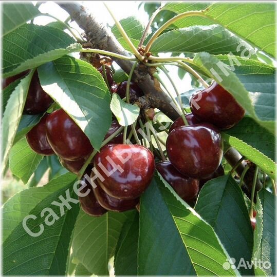 Саженцы черешни
