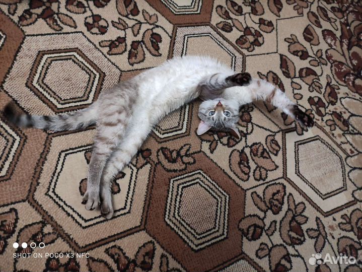 Кот в добрые руки