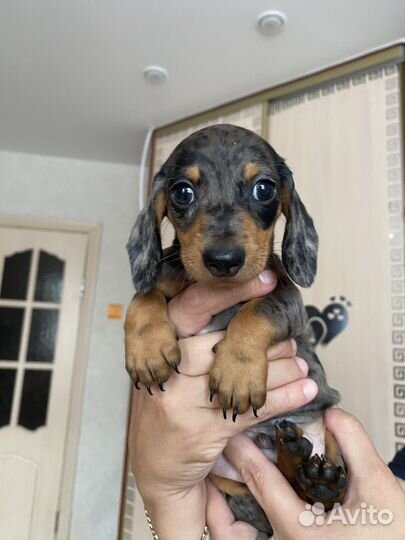 Щенки мелкой таксы