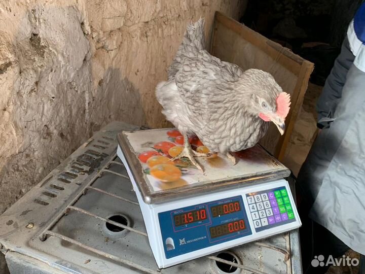 Куры Несушки