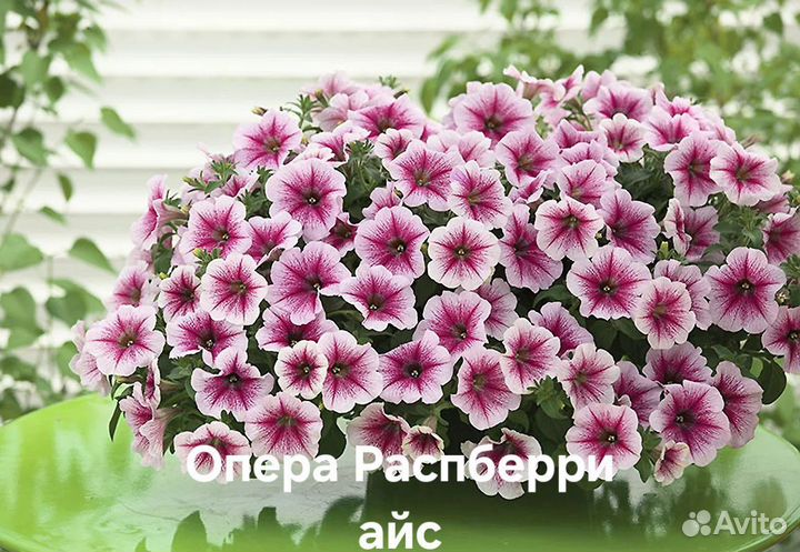 Рассада ампельной, каскадной петунии