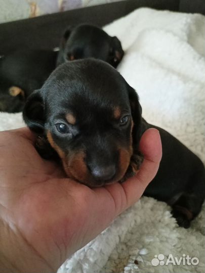 Щенки карликовой, гладкошерстной таксы