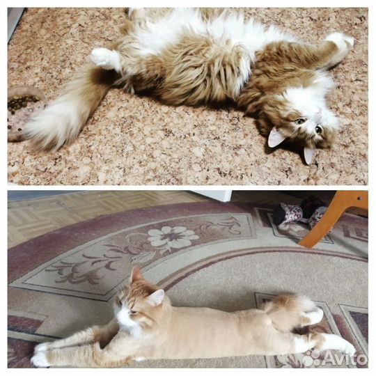 Стрижка кошек и кастрациюя котов с выездом на дом