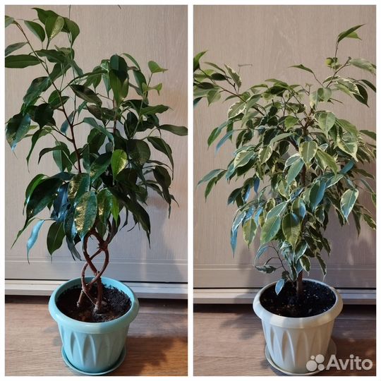 Фикус Бенджамина