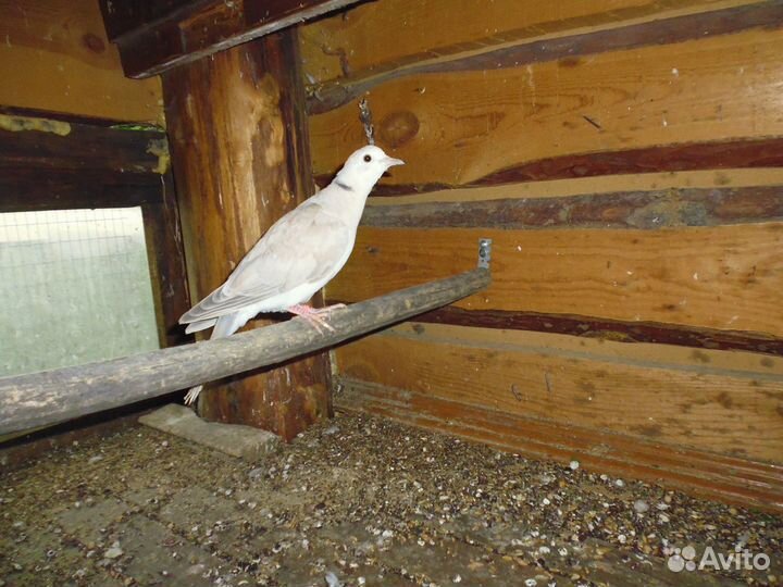 Смеющиеся горлицы