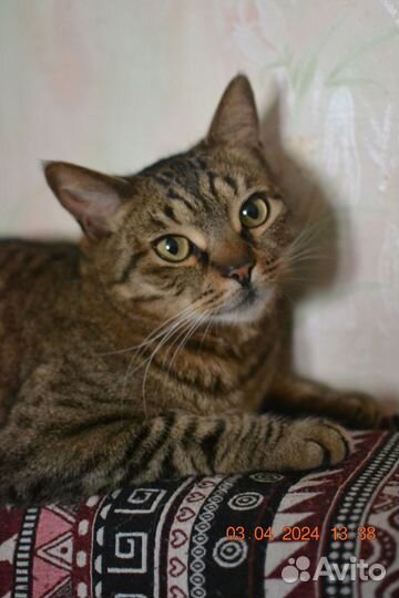 Барсик в добрые руки