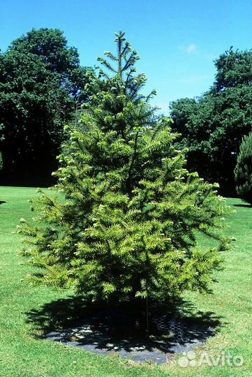 Куннингамия - китайская ель, домашняя елка