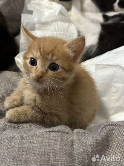 Кошка в дар