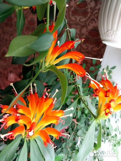 Эсхинантус Жар Птица