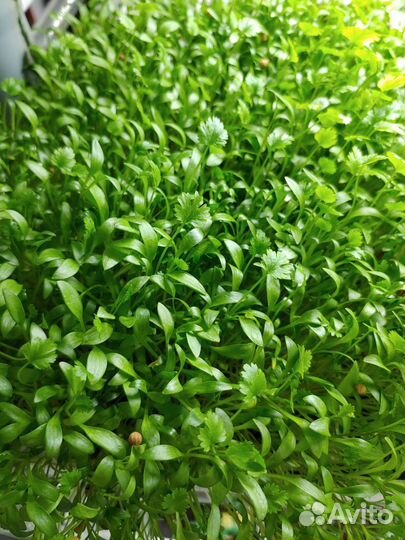 Франшиза микрозелени от собственника бизнеса