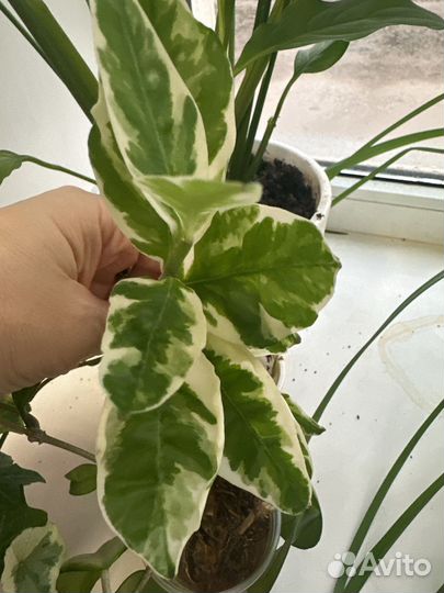 Педилантус