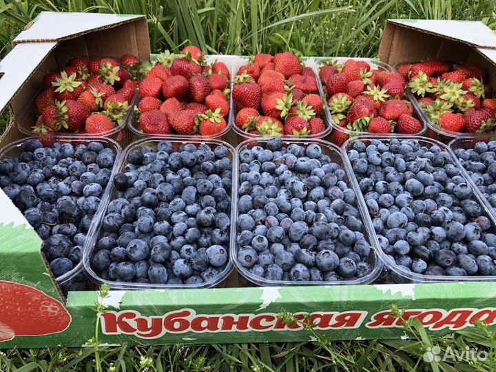 Клубника и голубика свежие (5-5,5 кг)