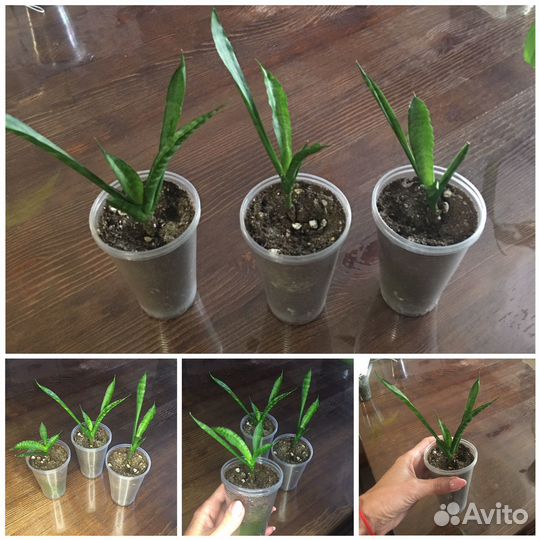 Комнатные растения