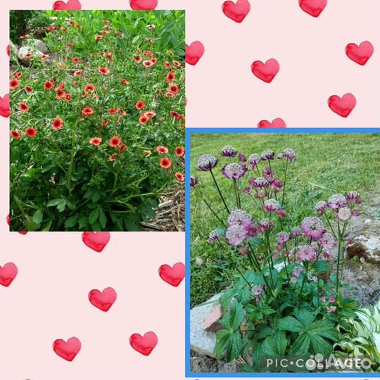 Астранция и лапчатка непальская