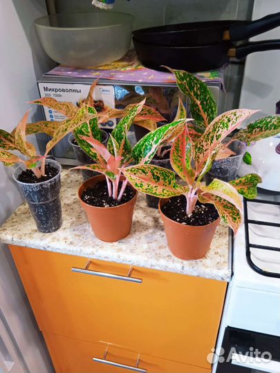 Аглаонема престиж