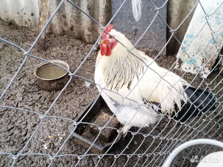 Петухи молодые