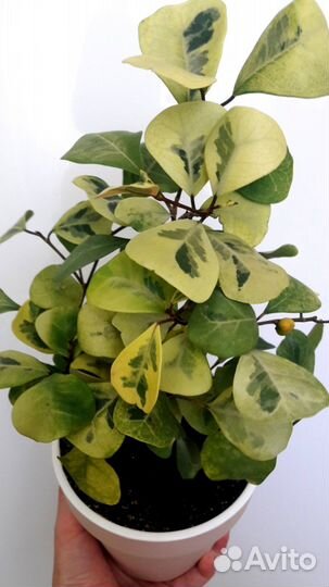 Фикусы сортовые укорененные и на срез