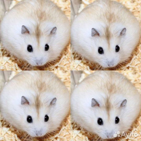 Джунгарский хомяк