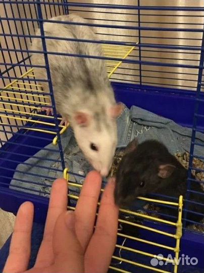 Передержка грызунов, рептилий