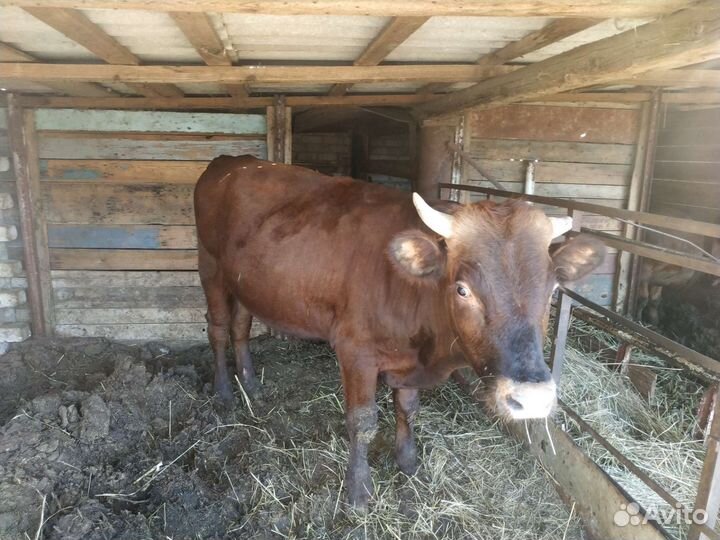 Бык и телка