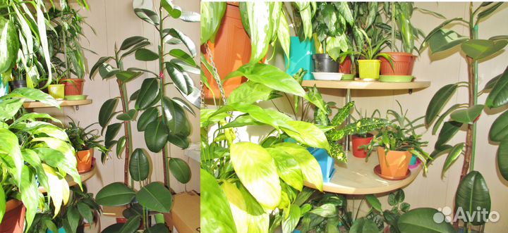 Продам комнатные цветы