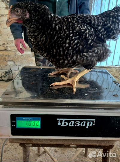 Курочки несушки с доставкой бесплатной