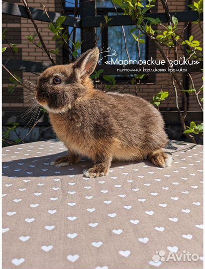 Карликовые крольчата minilop из питомника