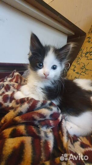 Необычные котята в добрые руки