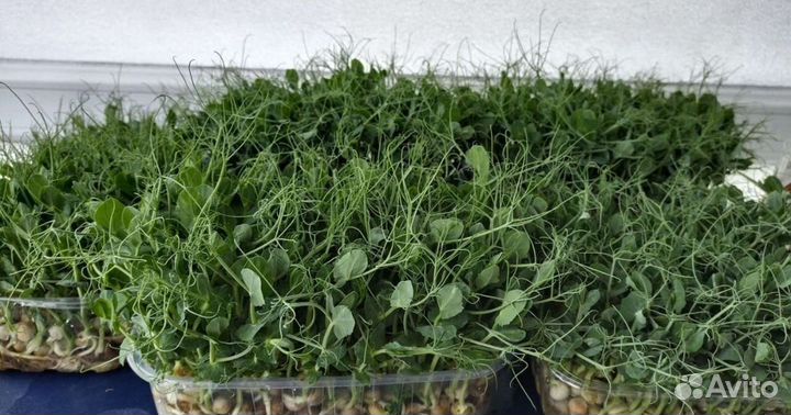 Микрозелень горох
