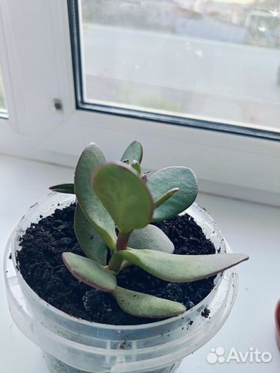 Денежное дерево толстянка
