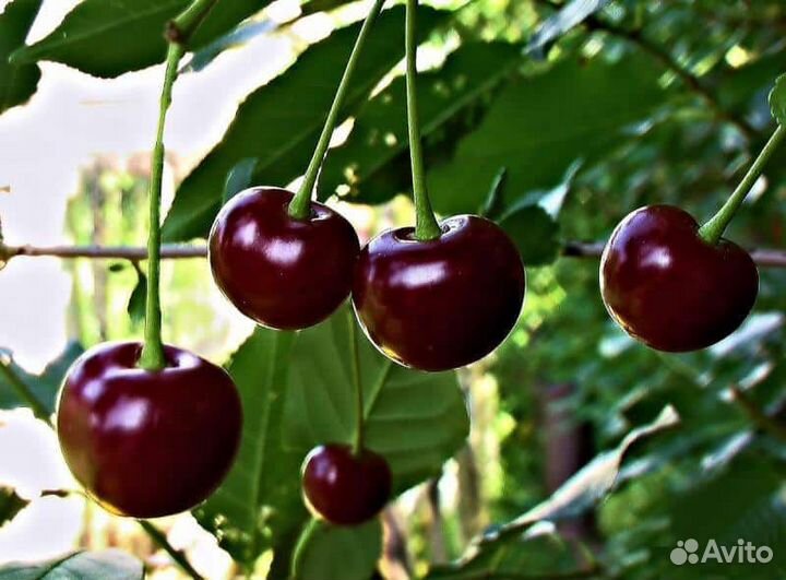 Кустарники