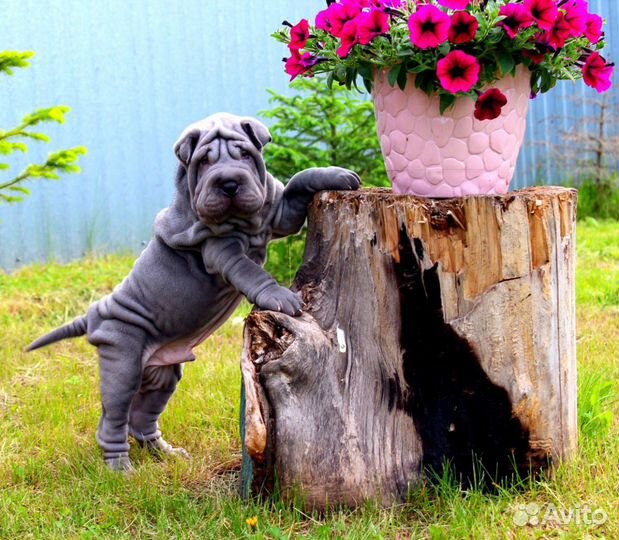 Красавцы щенки шарпея