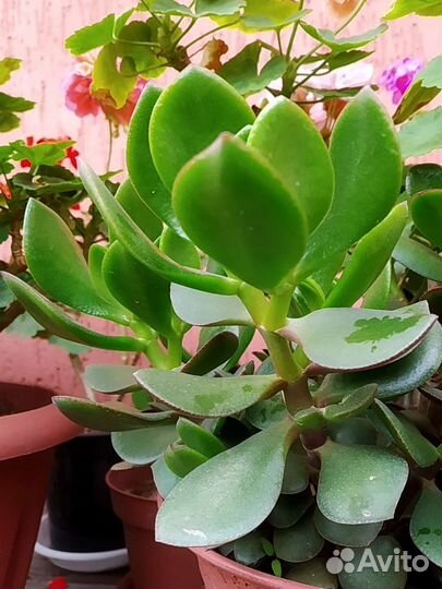 Неприхотливые растения