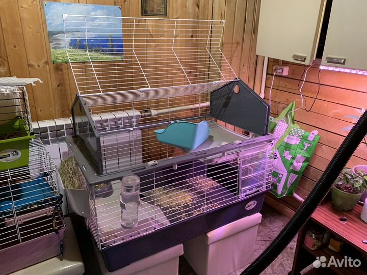 Карликовый кролик с дорогой клеткой