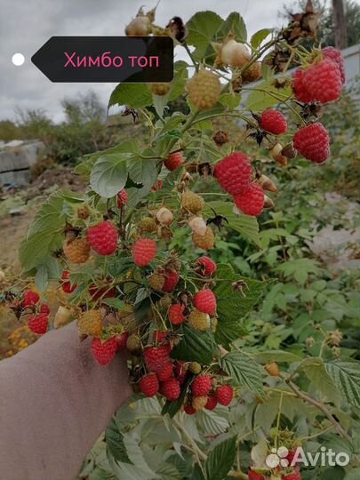 Ремонтантная малина