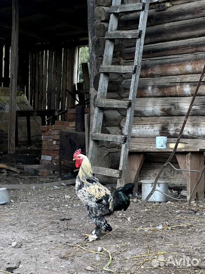 Петух красивый породистый
