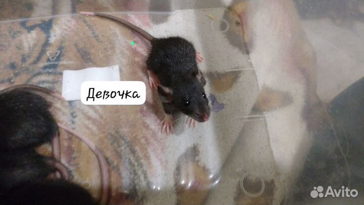 Крыса дамбо,крысята милашки