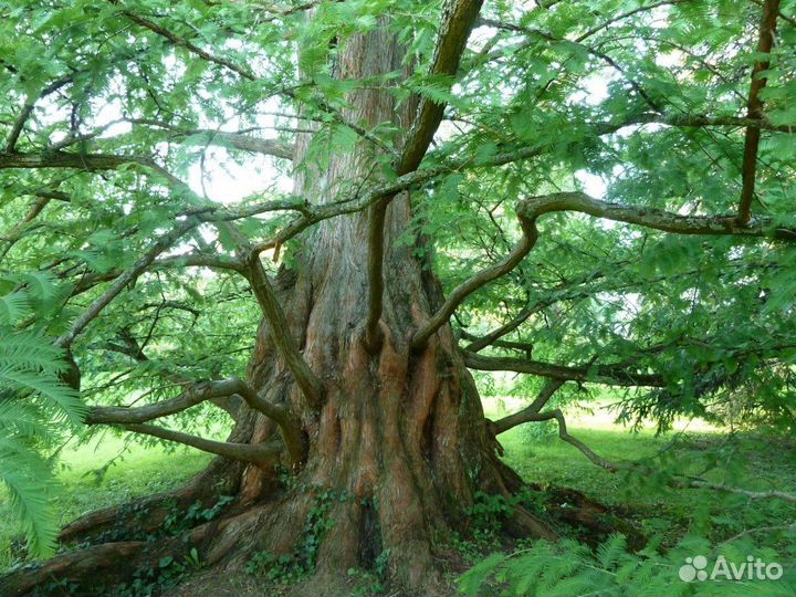 Метасеквойя, морозостойкая, семена