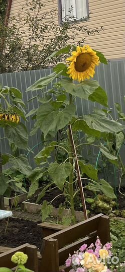 Семена подсолничника высота 2,5 метра