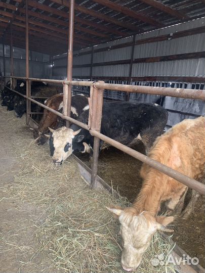 Бычки на откорм сементалы