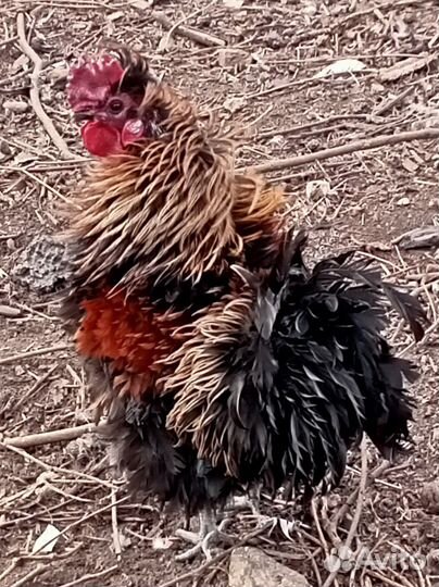 Декоративные петушки