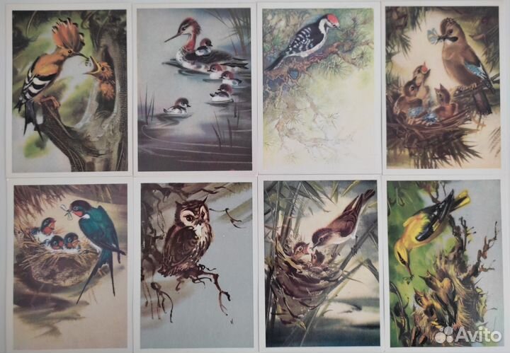 Открытки птицы природа