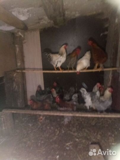 Хайсексы, Легорны, Доминант и петухи