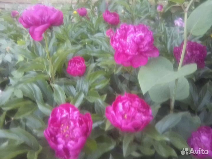 Корни пиона