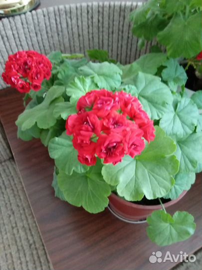 Гибискус Герань