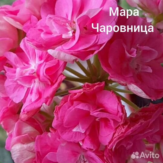 Пеларгония сортовая