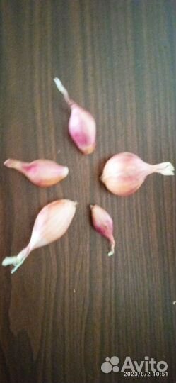 Лук семейка озимый