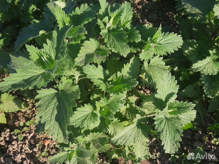 Семена ароматных трав