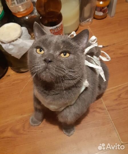 Кошка