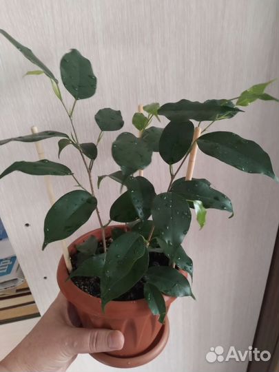 Фикус бенджамина
